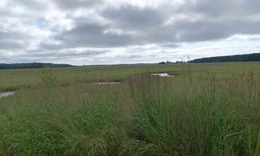 Eastern Trail Marsh