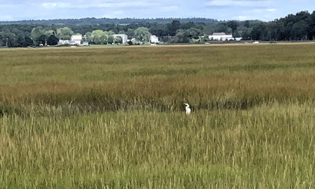 Eastern Trail Egret