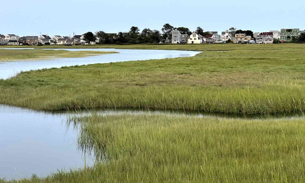 Salt Marsh along Mile Road